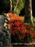 Nikitsky Botanic Garden8.JPG - 
